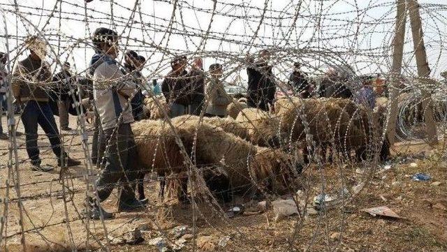 Sınırdaki Hayvanların Yemlenmesi Sürüyor 1