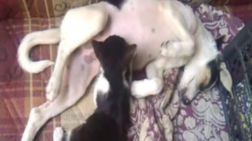 Kediyi Yavrusu Gibi Emziren K&ouml;pek