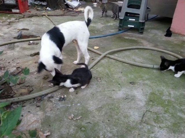 Kediyi Yavrusu Gibi Emziren Köpek