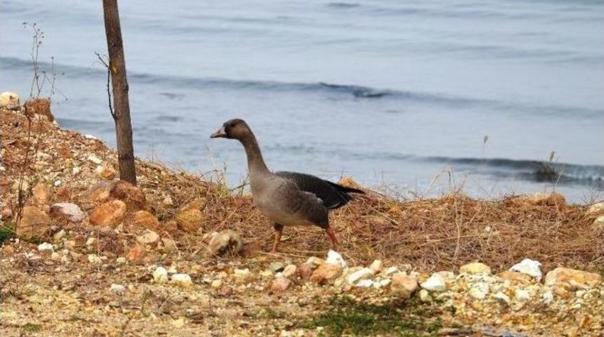 Davetsiz "misafir" Kaz, Fatsa&rsquo;yı Mesken Edindi