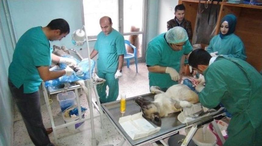 Batman&rsquo;da Sokak K&ouml;pekleri Kısırlaştırılıyor