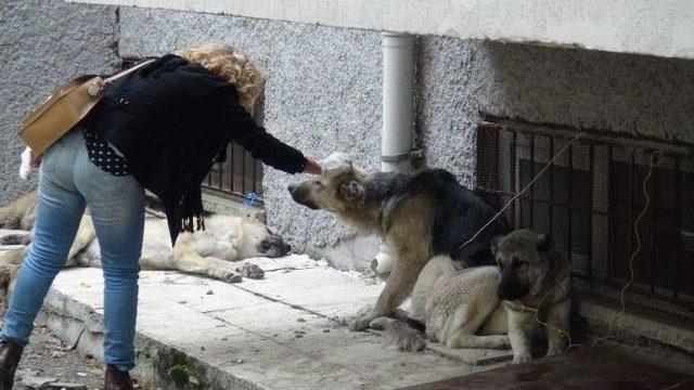 Batman’da Sokak Köpekleri Kısırlaştırılıyor 1