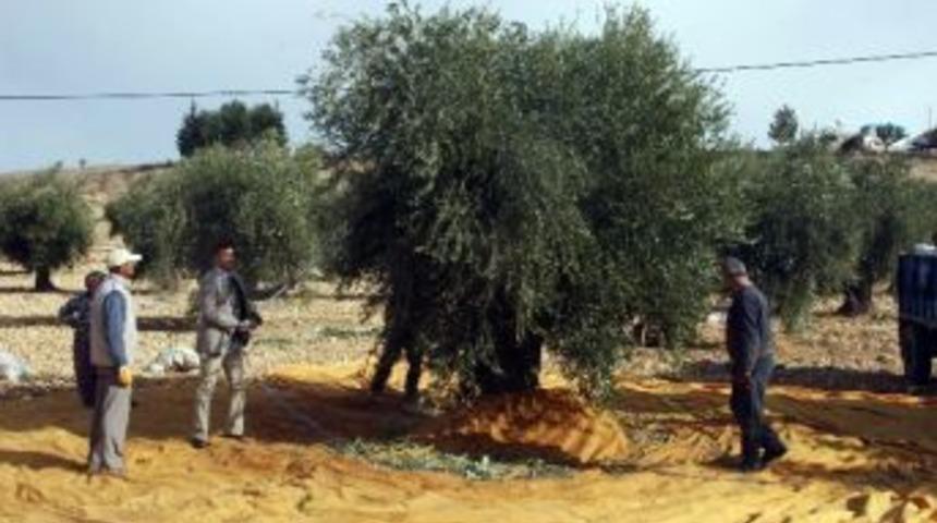Kilis&rsquo;te Zeytin Hasadı S&uuml;r&uuml;yor