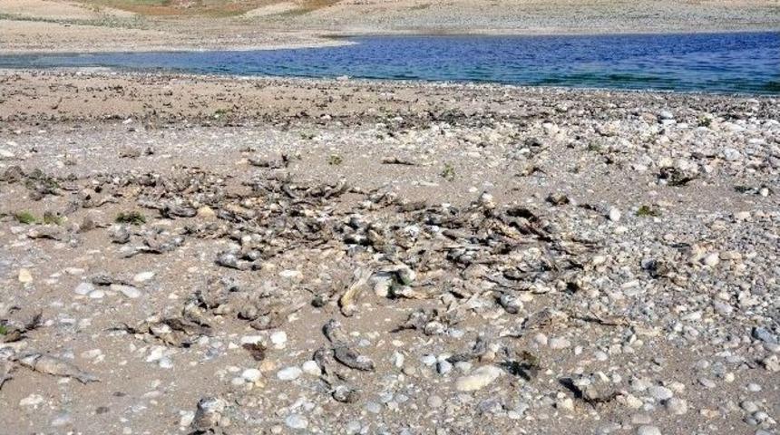 Kahta&rsquo;da &Ouml;len Binlerce Balık Kıyıya Vurdu