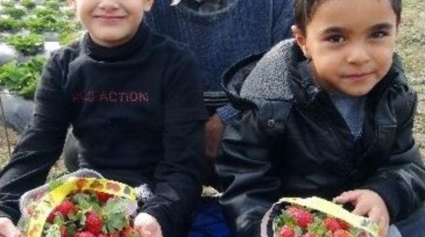 (&ouml;zel Haber) Tarlada &Ccedil;ileğin Kilosu 3 Lira