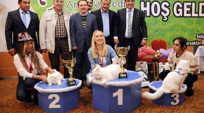 Ankara Kedileri Yarıştı