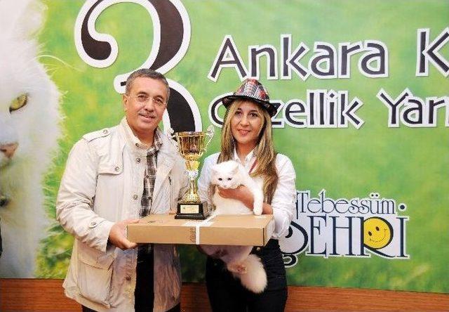 Ankara Kedileri Yarıştı