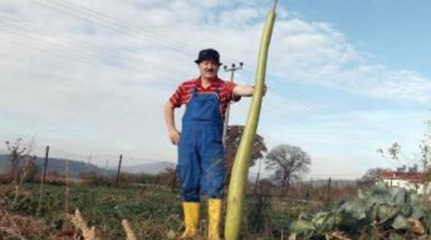 2 Metrelik Kabak G&ouml;renleri Şaşkına &Ccedil;evirdi