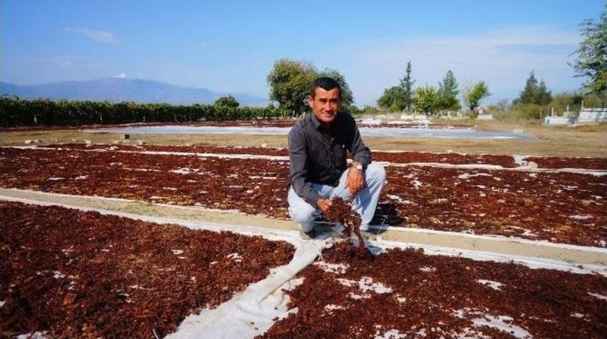 &Ccedil;ekirdeksiz Kuru &Uuml;z&uuml;m T&uuml;ketimi Tanıtımlarla Artırılacak