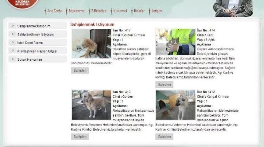 Bu İnternet Sitesi Sahipsiz Hayvanlara Yuva Buluyor