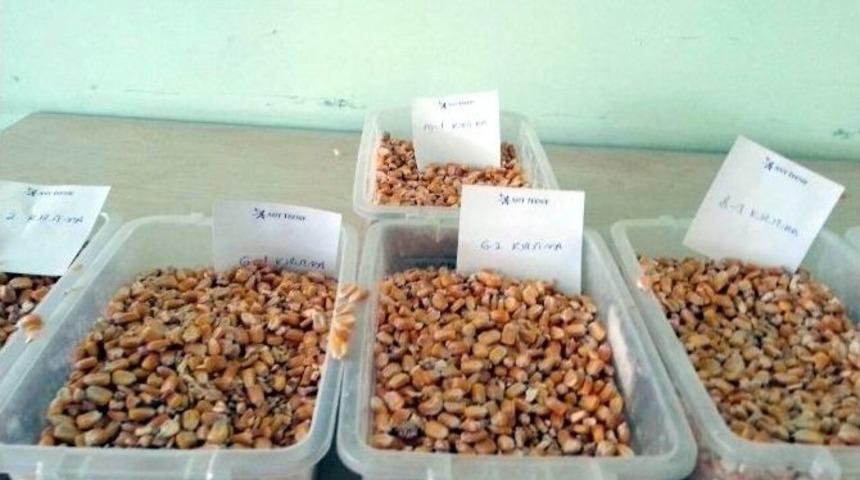 Dane Mısır İhalesi