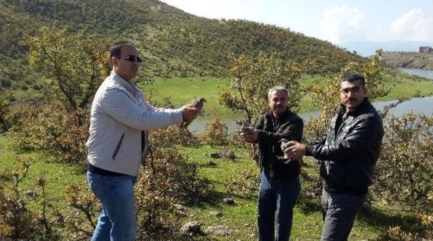 Bing&ouml;l&rsquo;de 200 Keklik Doğaya Salındı
