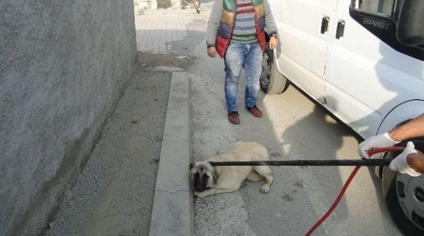 Sungurlu&rsquo;da Sokak K&ouml;pekleri Toplatıldı