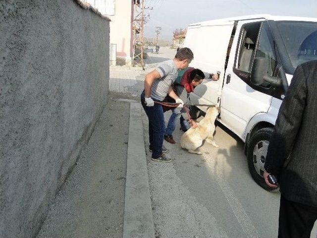 Sungurlu’da Sokak Köpekleri Toplatıldı