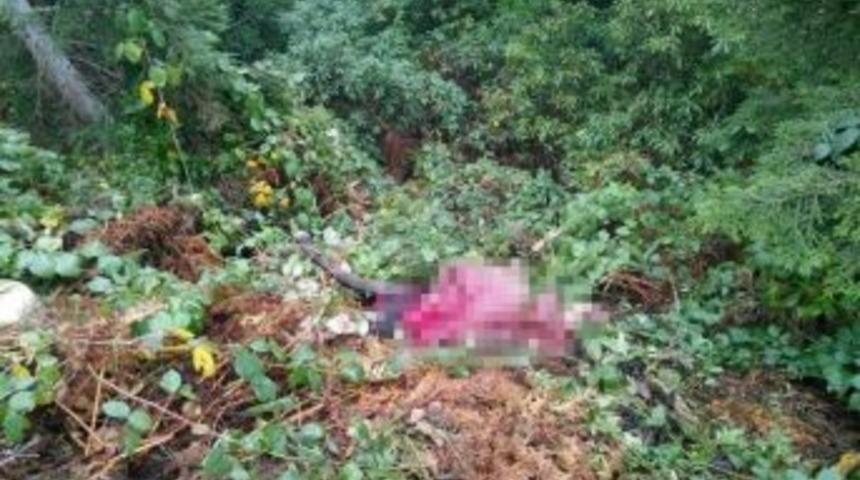 A&ccedil; Kalan Ayı At Yedi