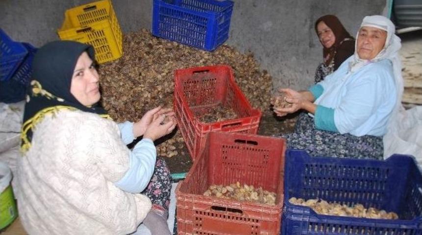 İncir Değil Adeta Altın Se&ccedil;iyorlar