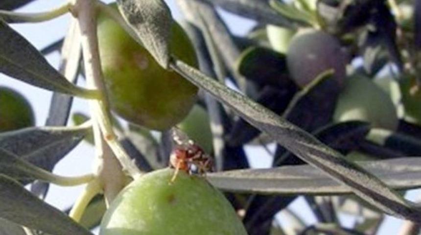 Zeytin Sineği İle B&uuml;y&uuml;k M&uuml;cadele