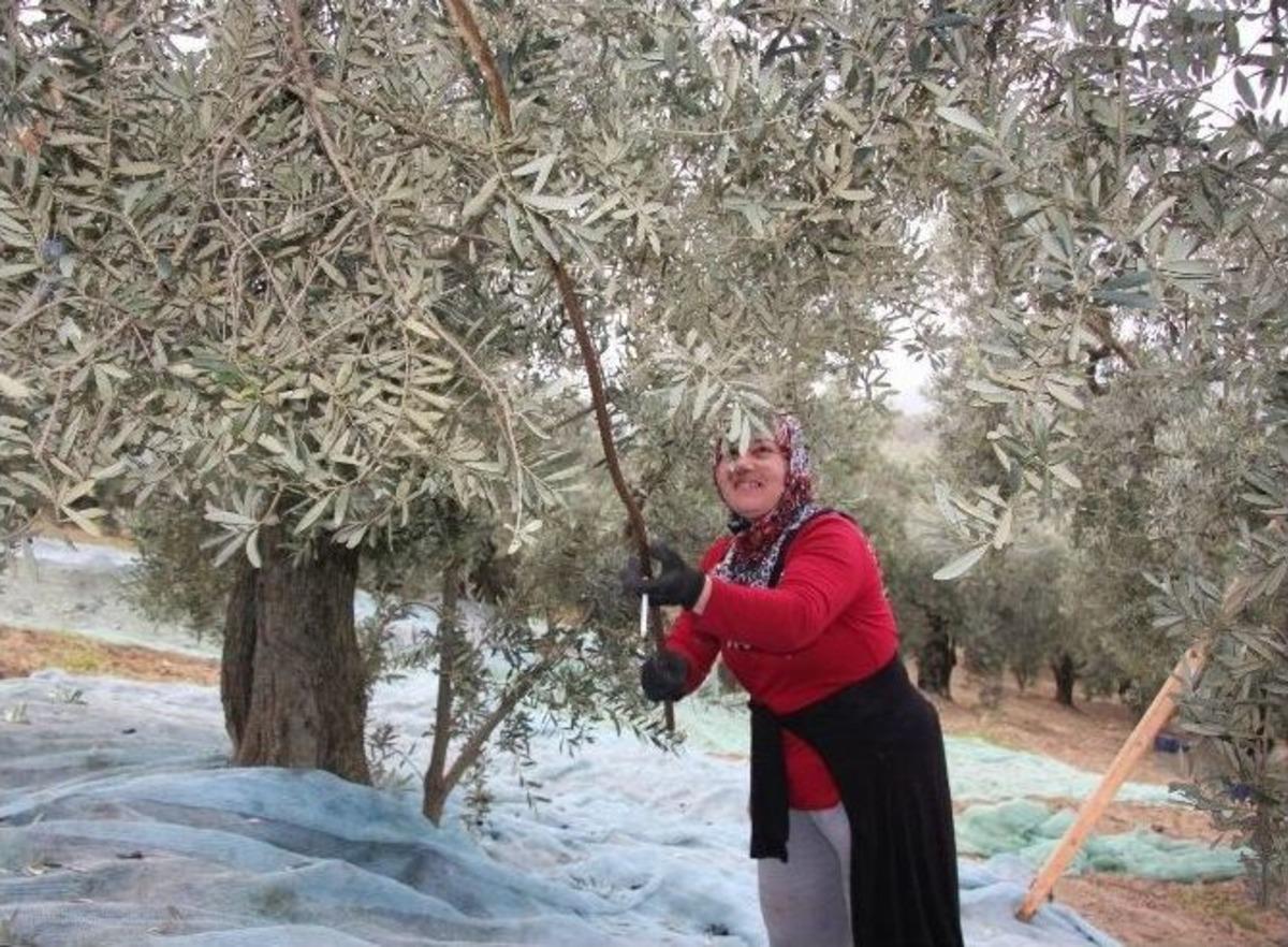 (&ouml;zel Haber) Kara Elmasın Dalından Sofraya Meşakkatli Yolculuğu