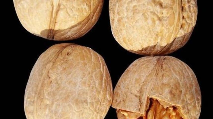 Mart Soğukları Vurdu, Ceviz Tavan Yaptı