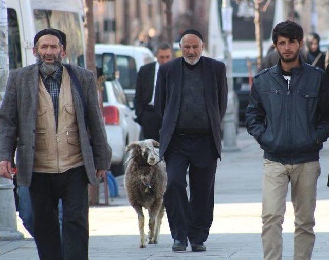 Erzurum’da Pastırma Sıcakları Vatandaşları Sokağa Döktü 2