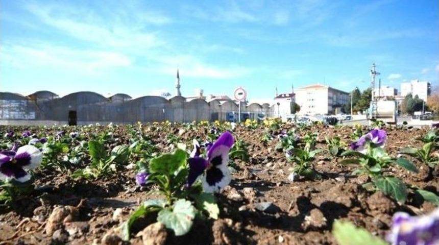 Gediz Belediyesi Mevsimlik &Ccedil;i&ccedil;ek Dikerek Kenti G&uuml;zelleştiriyor