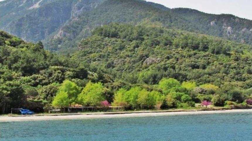 Milli Parkta Zeytin Toplama Kararı Mahkemeye Taşındı