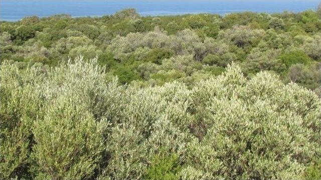 Milli Parkta Zeytin Toplama Kararı Mahkemeye Taşındı 1