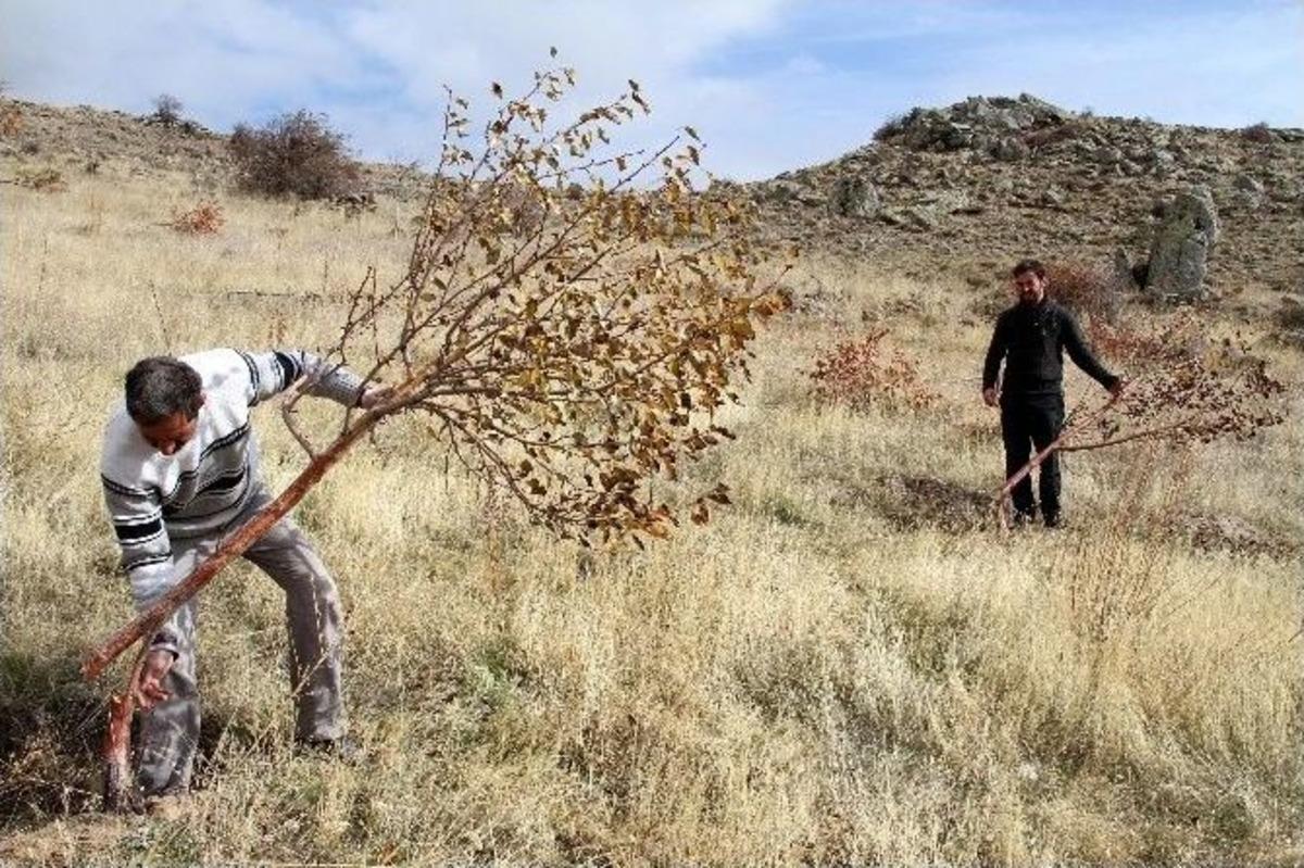 Van&rsquo;da Meyve Ağa&ccedil;larına Saldırı
