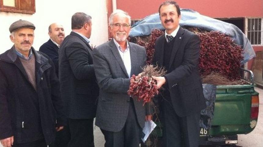 Niksar&rsquo;da 5810 Adet Asma Fidanı Dağıtıldı