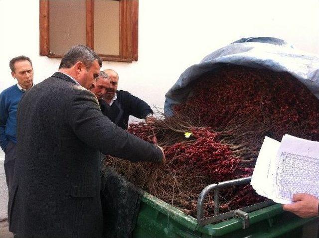 Niksar’da 5810 Adet Asma Fidanı Dağıtıldı