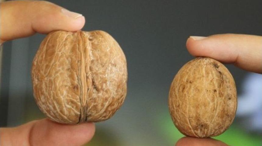 D&uuml;nyanın En B&uuml;y&uuml;k Cevizi Adana Tarım Fuarı&rsquo;nda