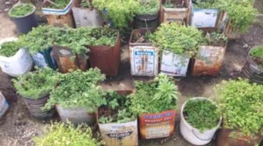 Saksıda &Ccedil;i&ccedil;ek Yerine Kenevir Yetiştirdi