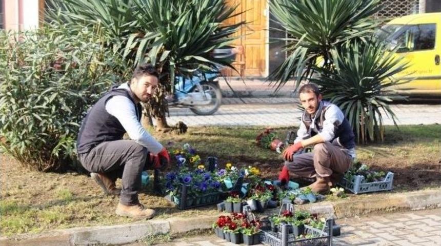 Kozcağız &Ccedil;i&ccedil;ekleniyor