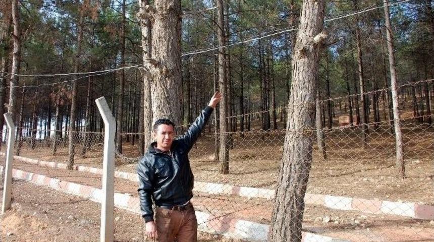 Mesire Alanında Elektrik Telleri &Ouml;l&uuml;m Tehlikesi Sa&ccedil;ıyor