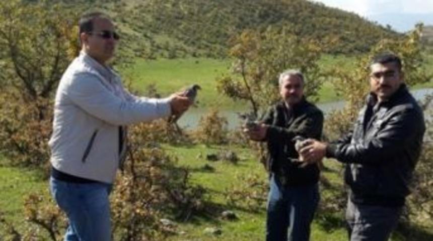 Elazığ Ve Bing&ouml;l&rsquo;de Doğaya Keklik Bırakıldı