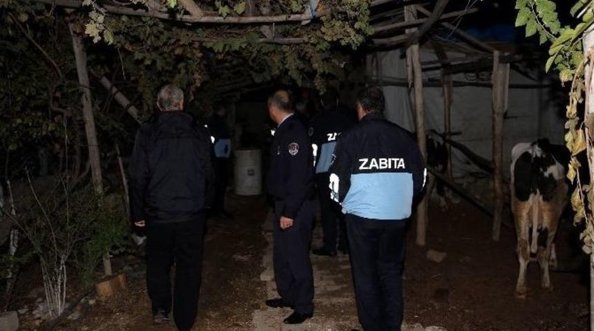 Zabıta Ekipleri, Ka&ccedil;ak Hayvan Kesimi İhbarı &Uuml;zerine Operasyon Yaptı