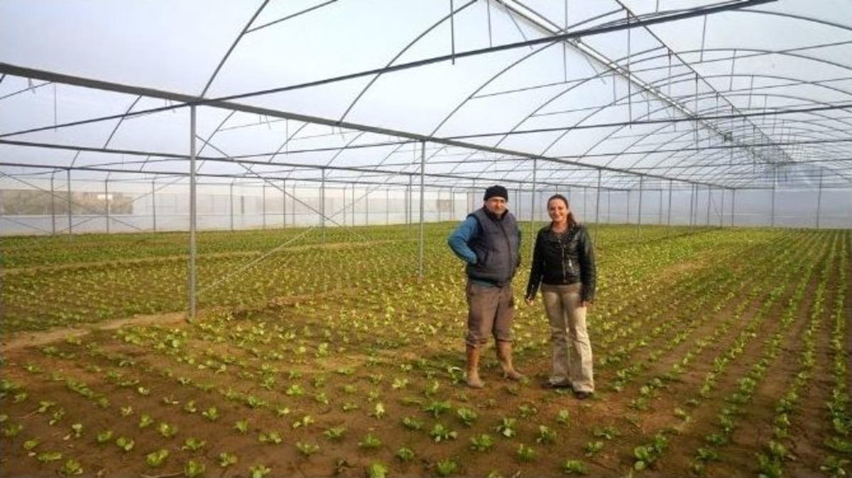 &Uuml;z&uuml;m Bağını S&ouml;k&uuml;p Modern Sera Yaptırdı