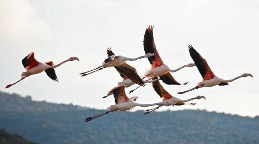 FLAMİNGOLAR BADEMLİ'YE RENK KATTI