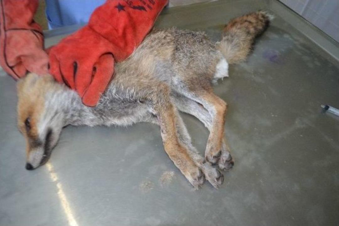 Yaralı Bulunan Yavru Tilki Tedavi Altına Alındı