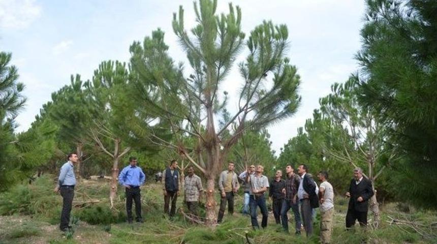 Fıstık Çamı Köylünün Geçim Kaynağı Oldu