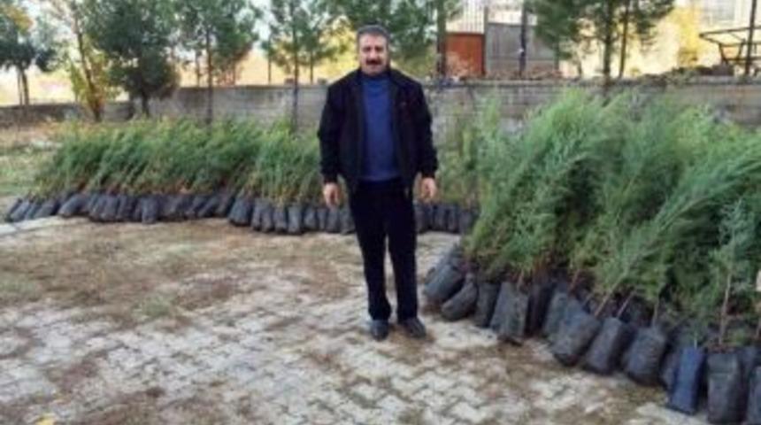 Gerc&uuml;ş Ziraat Odası 3 Bin Adet &Ccedil;am Fidanı Dağıtacak