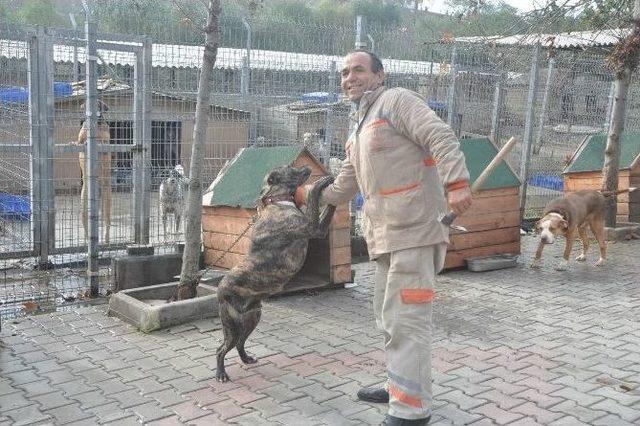 Beylikd&uuml;z&uuml; Belediyesi Ge&ccedil;ici Hayvan Bakım Evi Kışa Hazırlanıyor 2