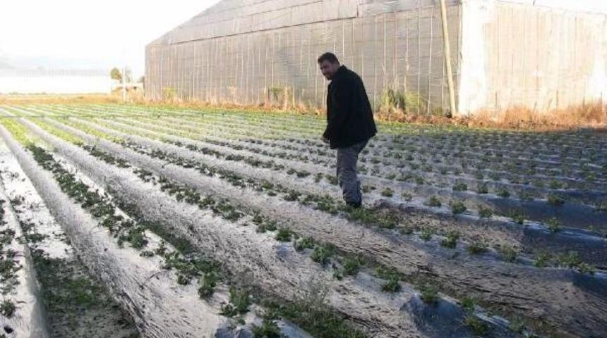 KAR GİBİ DOLU YAĞDI