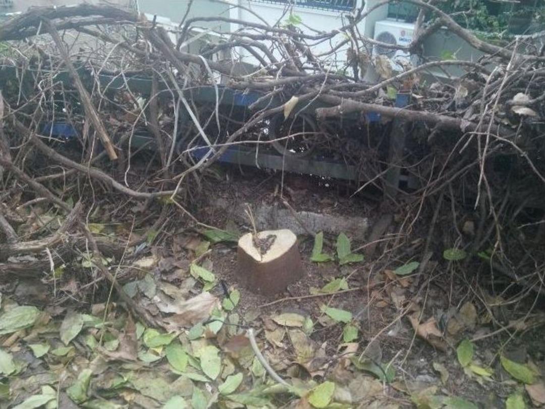 Bursa&rsquo;da Ağa&ccedil; Katliamı