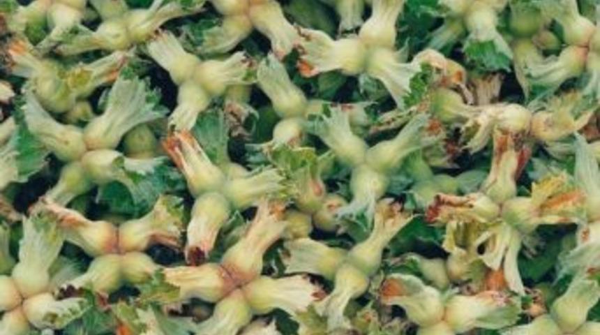 Ordu’da Fındık Verimi Düşük