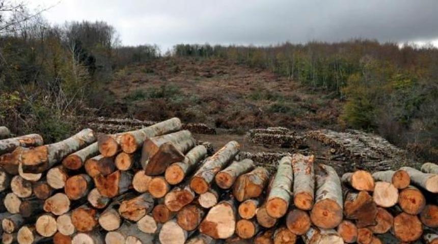 ENERJİ İLETİM HATTI İÇİN 43 BİN AĞAÇ KESİLECEK