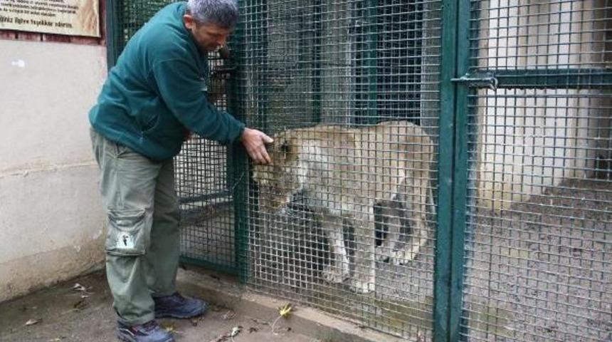 DARICA HAYVANAT BAH&Ccedil;ESİNİN &Uuml;&Ccedil;&Uuml;Z YAVRU ASLANLARI