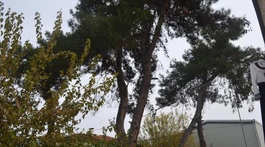 BELEDİYE BAŞKANINDAN FACEBOOK'TA 'AĞA&Ccedil; KESİMİNE KARAR' ANKETİ