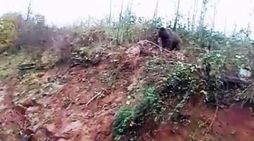 Tuzağa Yakalanan Ayının Kurtulma Anı K&ouml;yl&uuml;ler Tarafından G&ouml;r&uuml;nt&uuml;lendi