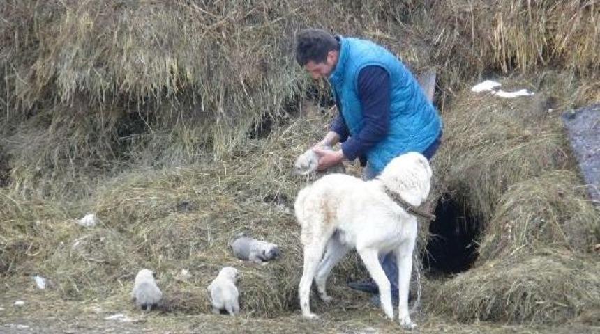 OT YIĞINININ İ&Ccedil;İNE KIŞIN &Uuml;Ş&Uuml;MEMELERİ İ&Ccedil;İN YUVA YAPTI